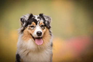 Portrait of Australian shepherd with amazing background. Amazing autumn atmosphere in Prague.