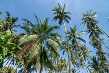 Coconut trees under hot tropical sunny day.