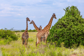 Giraffes grazes near a green bush