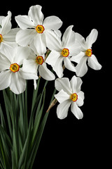 Bouquet of white daffodils, isolated on black background