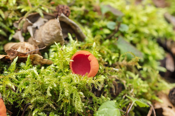 Beautiful red Sarcoscypha