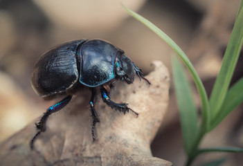 Chrysomeloid leaf beetle
