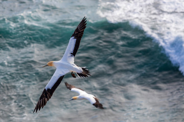 Gannet colony at Muriway in New zealand. North Island.