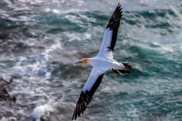 Gannet colony at Muriway in New zealand. North Island.