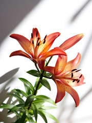 Beautiful Lily flowers on white background. Orange Lilium flowers in the interior. Summer flower background.