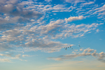 Flock of birds flying on beautiful cloudy sky