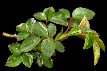 Small twig of rose with young green leaves and thorns, isolated on black background