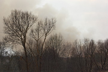 Fototapeta na wymiar Bare trees on smoke background on horizon at spring day