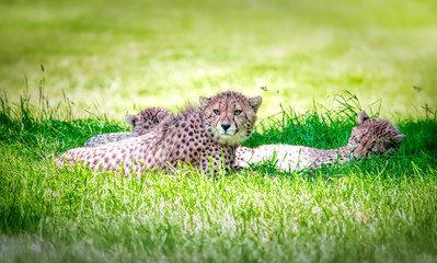 A small cheetah group resting in the grass