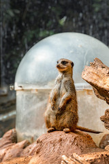 Meerkat in safari park stands and looks carefully
