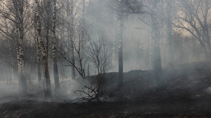 Forest fire consequences - smoke and charred birch tree trunks on the scorched earth