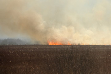 Fototapeta na wymiar Fire and big smoke on horizon on edge grass field, ecological disaster on spring day