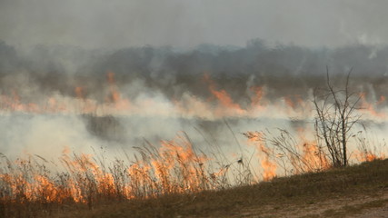 Fototapeta na wymiar Fire on durning field near roadside with smoke on horizon