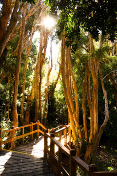 For&ecirc;t d'arrayanes