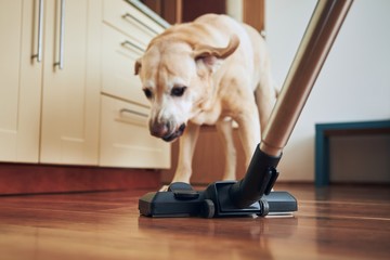 Dog barking on vacuum cleaner - obrazy, fototapety, plakaty