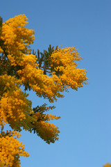 Sunset on yellow mimosa on clear blue sky