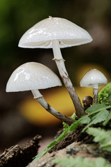 Buchenschleim-Rübling im Laubwald