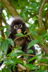 Dusky leaf monkey on tree at Penang forest.