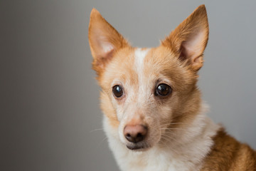 Portrait of a beautiful little smart dog