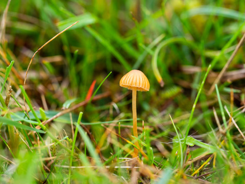 Mycena acicula, commonly known as the orange bonnet mushroom
