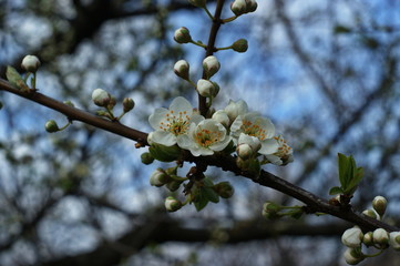 Wflowers of a blooming apple tree, spring