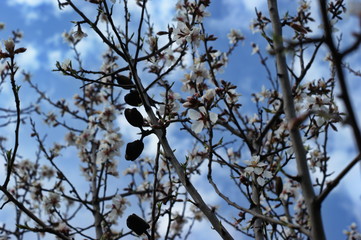Wflowers of a blooming apple tree, spring