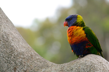 rainbow lorikeet on a branch