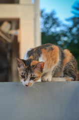 A red furry cat sits on a concrete gray wall and looks down. Pet on the street