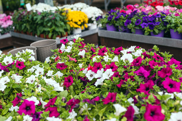 Close up of beautiful colorful and mixed flowers for sale in a garden center