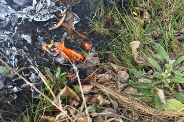 Last year's leaves and dry grass are burned at the stake
