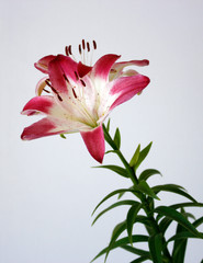 Beautiful Lily flowers on white background. White-pink Lilium flowers in the interior. Summer flower background.
