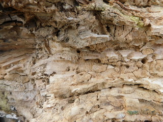
Wood spoiled by bark beetles