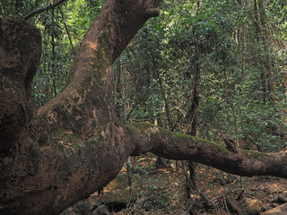 close up of a large tree growing in the jungle