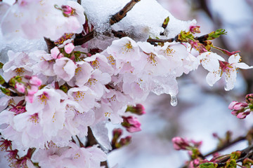 雪桜