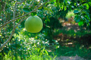 Pomelo or Grapefruit hanging on the tree in the garden.