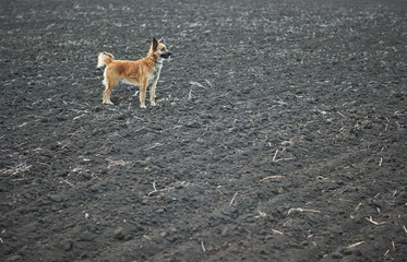 Red dogs on a plowed field in spring, lit by the setting sun