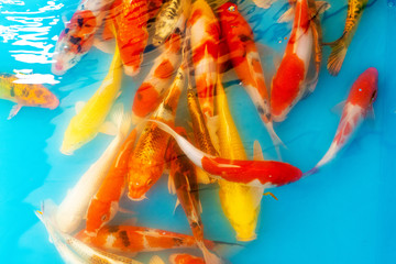 Colored tropical fish in a decorative pond. Orange decorative fish on a blue background. Flock of...