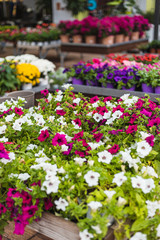 Fototapeta na wymiar Close up of beautiful colorful and mixed flowers for sale in a garden center