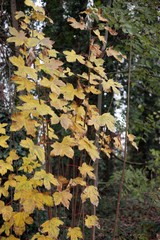 autumn leaves in the forest