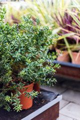 Beautiful green plants for sale in a garden center