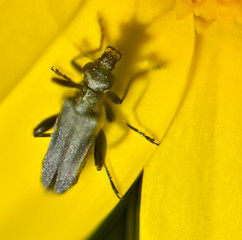 black beetle on a yellow flower petal