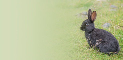 Banner with portrait of a black rabbit at smooth green background with copy space, closeup, details