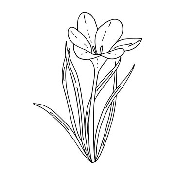 Crocus outline drawing.The first spring flowers in the Doodle style.Black and white image.Coloring of flowers.Floristics for decoration, postcards, weddings, birthdays.Vector illustration.