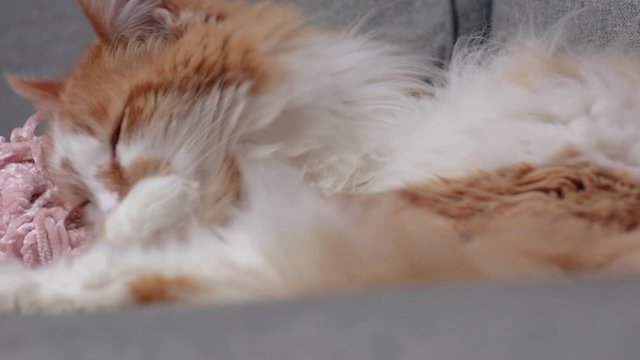 sleepy orange tabby cat yawning on couch at home macro closeup