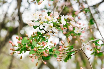 Branch with white pink Apple flowers in the spring garden. Selective focus. Spring bloom.