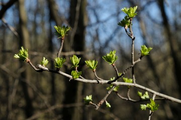 Twigs with light green young leaves illuminated by the sun in early spring