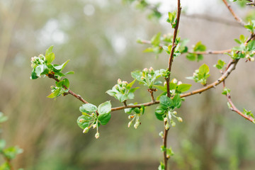 Branch with white pink Apple flowers in the spring garden. Selective focus. Spring bloom.