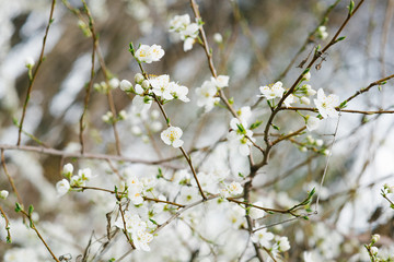 White cherry flowers close-up in the spring garden. Selective focus. Spring bloom. Spring has come