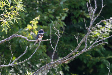 Female Belted Kingfisher perched in a Willow Tree. 