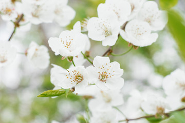 White pear flowers close-up in the spring garden. Selective focus.